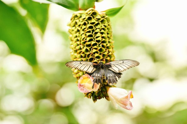 Pourquoi faut-il opter pour le costus indien ?