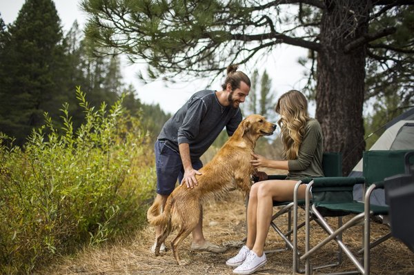 Les campings à Saint-Malo acceptent-ils les animaux de compagnie ?